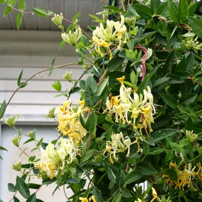Enchanting Sweetest Honeysuckle: A Floral Masterpiece