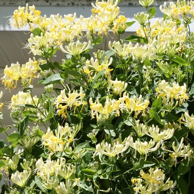 Sweetest Honeysuckle: The Most Beautiful Flower in the Garden