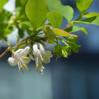 Charming Sweetest Honeysuckle: A Must-Have Flower for Your Garden