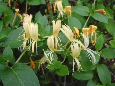 Sweetest Honeysuckle: The Flower that Steals the Show