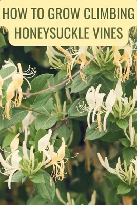Stunning Sweetest Honeysuckle: A Floral Marvel