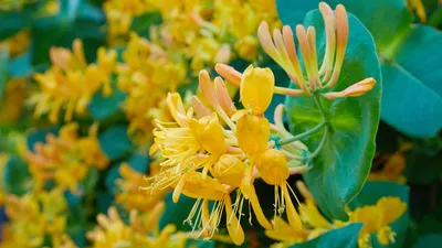 The Sweetest Honeysuckle: A Symbol of Love and Happiness
