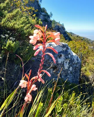 Picture Perfect: Table Mountain Watsonia in its Natural Habitat