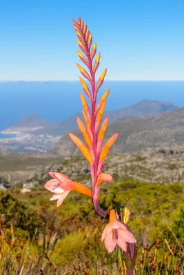 Table Mountain Watsonia in Full Color Glory