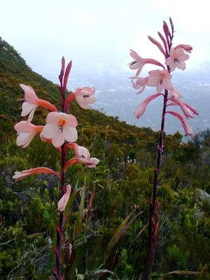 A Captivating Image of Table Mountain Watsonia