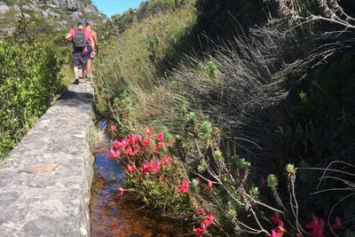 Watsonia Wildflowers on Table Mountain in Full Display
