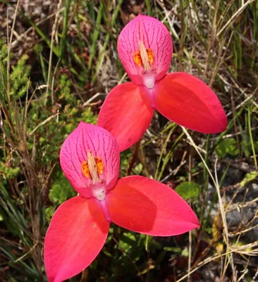 Awe-Inspiring Table Mountain Watsonia Blossoms