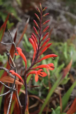 Table Mountain Watsonia: A Flower Lover's Dream