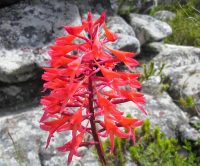 Table Mountain Watsonia: A Vibrant Display of Nature's Beauty