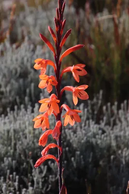 Table Mountain Watsonia: A Floral Masterpiece