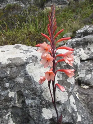 Table Mountain Watsonia: A Floral Extravaganza