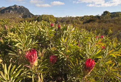 Table Mountain Watsonia: A Visual Treat for Flower Enthusiasts