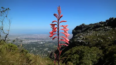 Nature's Beauty: Watsonia Blooms with Table Mountain in the Background
