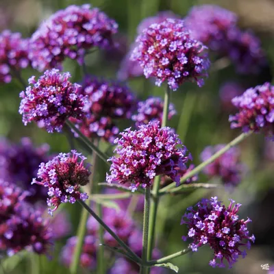 Picture Perfect: Tall Verbena in All Its Glory