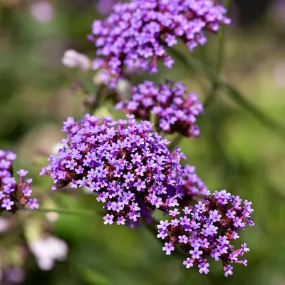 Tall Verbena: A Flower That Stands Out in Any Garden