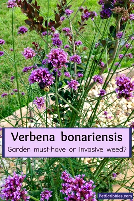 Picture This: The Wonders of Tall Verbena