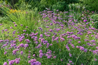 The Majesty of Tall Verbena: A Visual Feast