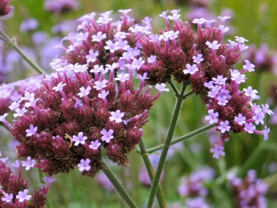 Tall Verbena: A Flower That Takes Your Breath Away