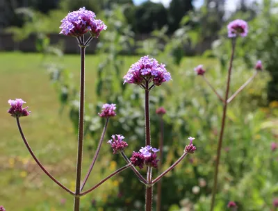 The Beauty of Tall Verbena: A Flower Worth Photographing