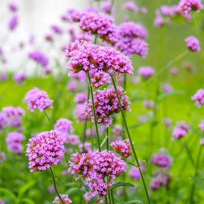 The Enchanting Beauty of Tall Verbena in Pictures