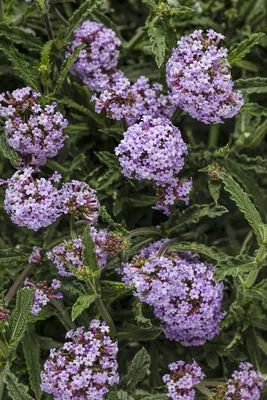 Tall Verbena: A Flower That Radiates Joy and Happiness