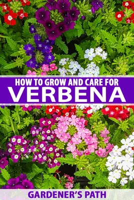 Tall Verbena: A Flower That Brings Life to Any Garden