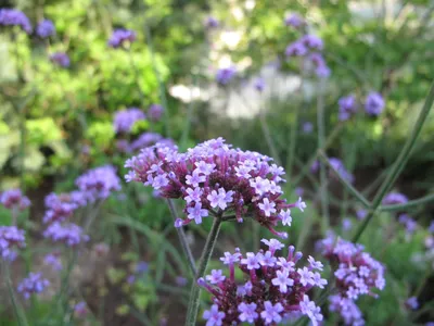 Tall Verbena: A Flower That Represents Love and Friendship