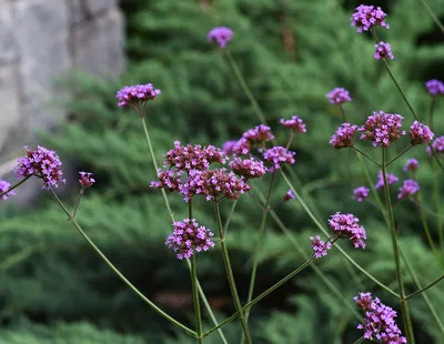 The Natural Beauty of Tall Verbena in Photos