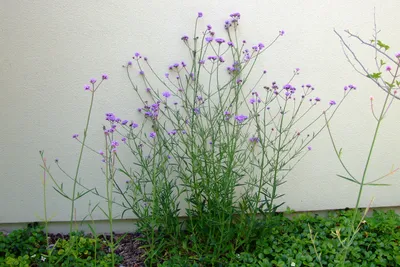 Tall Verbena: A Flower That Will Take Your Breath Away