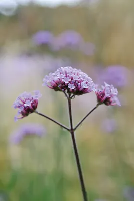 The Delightful Aroma of Tall Verbena in Pictures