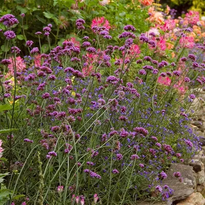 Tall Verbena: A Picture-Perfect Flower