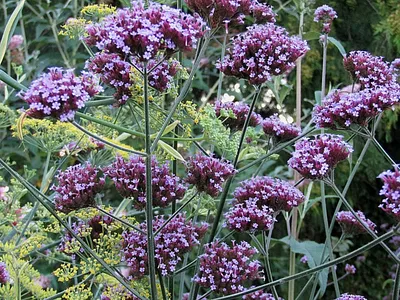 The Delicate Charm of Tall Verbena in a Picture