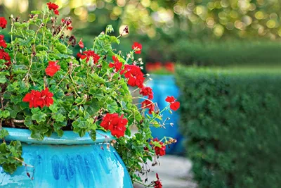 The Charm of Tender Geraniums in a Photo