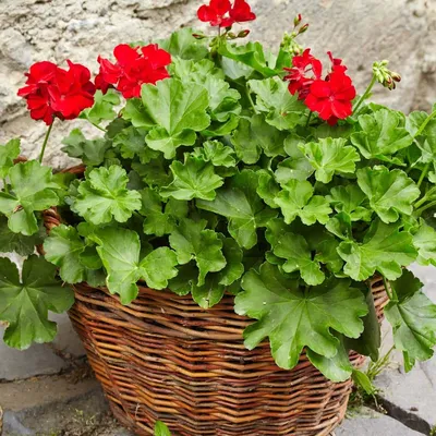 A Gorgeous Picture of Tender Geraniums