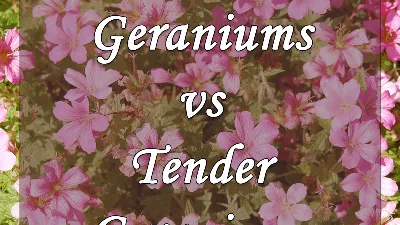 The Serene Beauty of Tender Geraniums Captured in a Photo