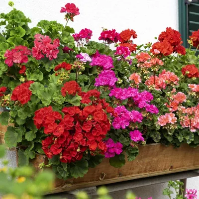 The Radiant Colors of Tender Geraniums in a Photo