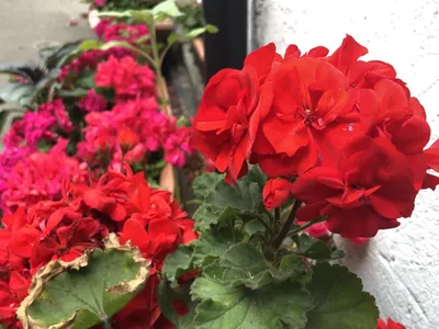 A Captivating Picture of Tender Geraniums in the Sunlight