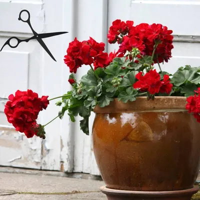 A Stunning Image of Tender Geraniums in a Flower Bed