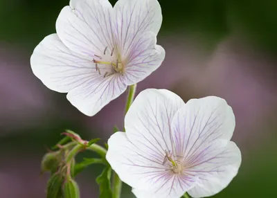 A Beautifully Captured Photo of Tender Geraniums