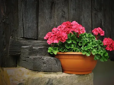 A Lovely Image of Tender Geraniums in the Morning Light