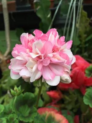 A Gorgeous Image of Tender Geraniums in a Planter