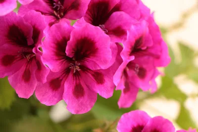 A Beautiful Picture of Tender Geraniums in a Flower Pot.