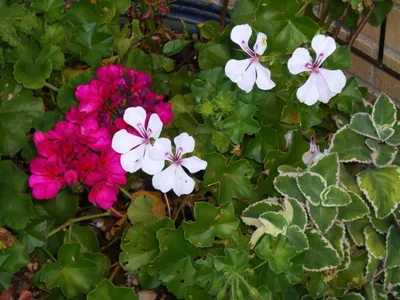 Tender Geraniums: A Symbol of Grace and Delicacy