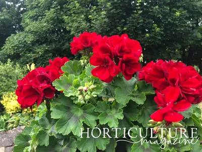The Graceful Charm of Tender Geraniums in an Image