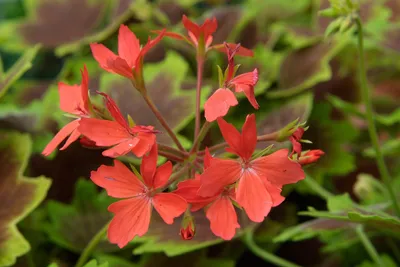 Tender Geraniums: A Gorgeous Sight in Any Season
