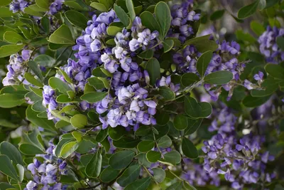 The charm of Texas Mountain Laurel captured in an image
