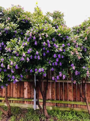 A picture-perfect Texas Mountain Laurel in bloom