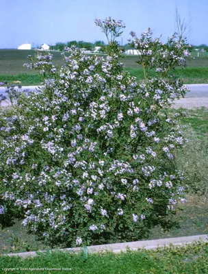 A captivating image of the Texas Mountain Laurel
