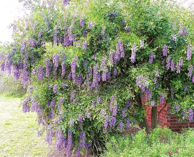 The majestic beauty of Texas Mountain Laurel in a photo