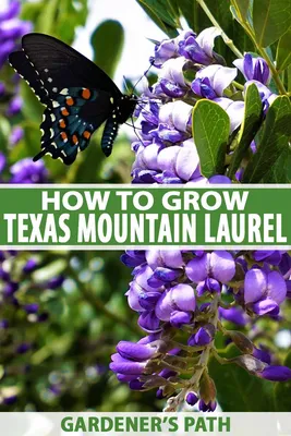 A beautiful photo of Texas Mountain Laurel in the wild